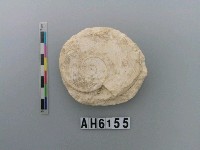 藏品(貝刮器)的圖片